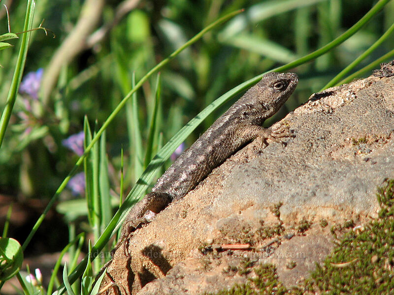 western fence lizard (Sceloporus occidentalis) [Dog Mountain Trail, Columbia River Gorge, Skamania County, Washington]