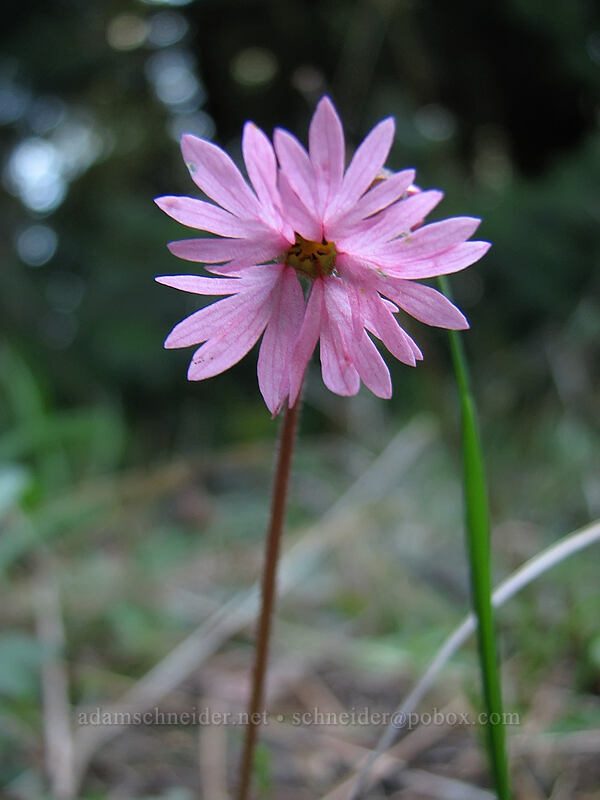 prairie star (Lithophragma glabrum) [Dog Mountain Trail, Columbia River Gorge, Skamania County, Washington]