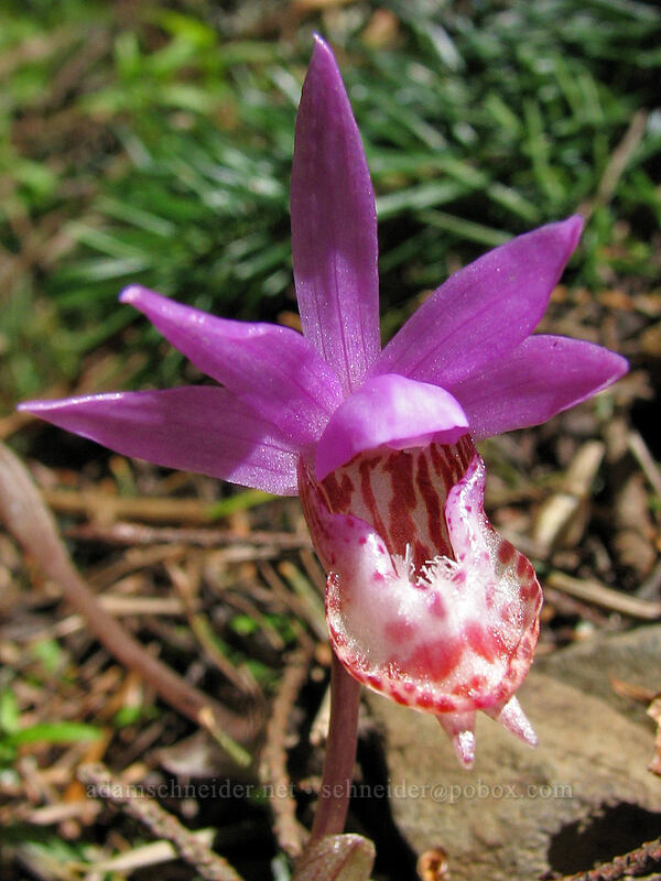 fairy slipper (Calypso bulbosa) [Dog Mountain Trail, Columbia River Gorge, Skamania County, Washington]