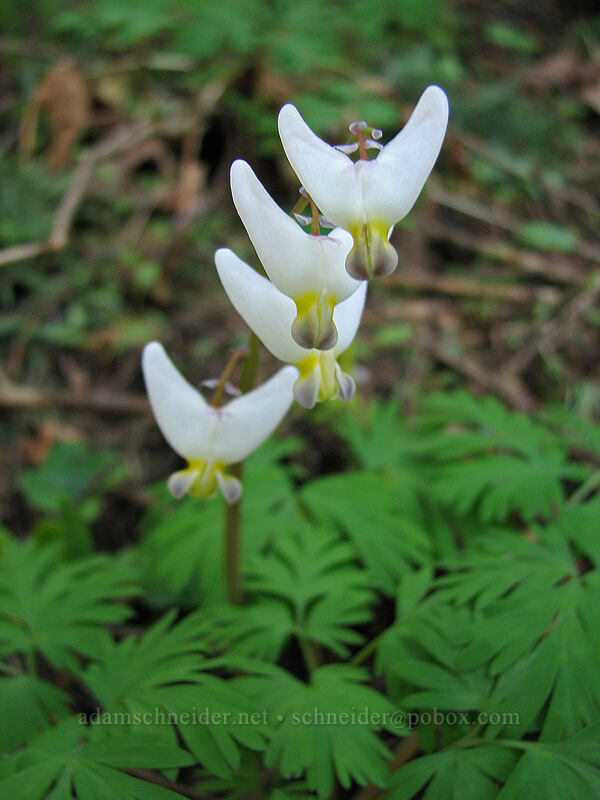 dutchman's breeches (Dicentra cucullaria var. occidentalis) [Dog Mountain Trail, Columbia River Gorge, Skamania County, Washington]