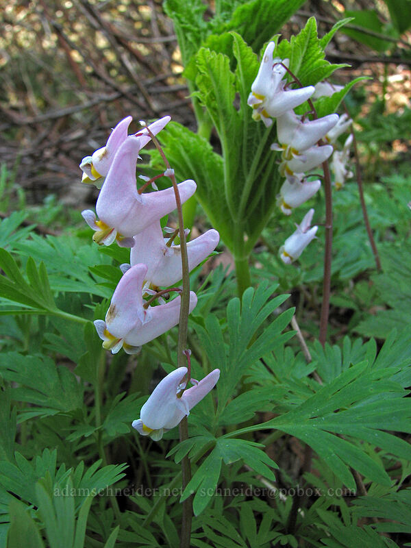 dutchman's breeches (Dicentra cucullaria var. occidentalis) [Dog Mountain Trail, Columbia River Gorge, Skamania County, Washington]