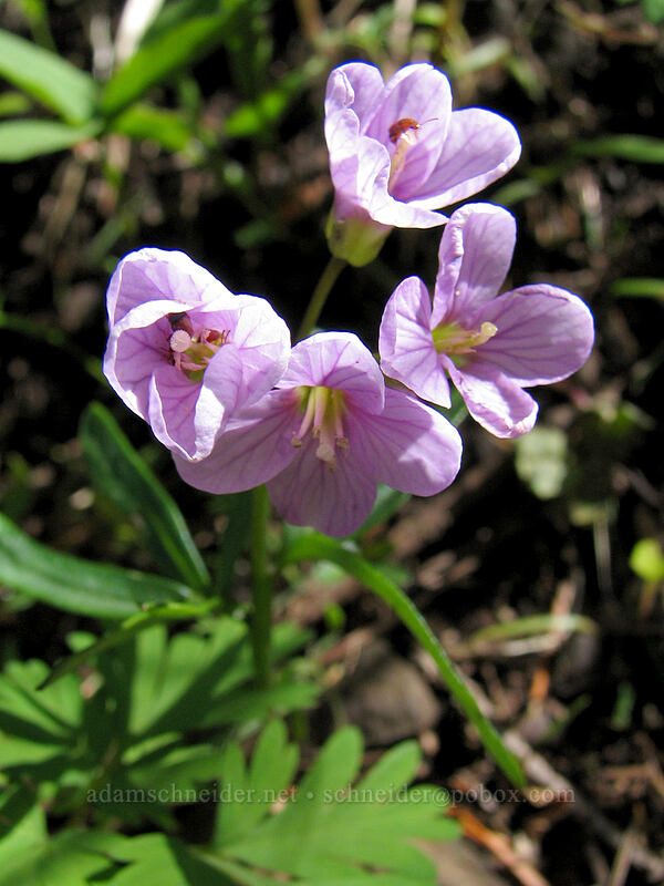 slender toothwort (Cardamine nuttallii) [Dog Mountain Trail, Columbia River Gorge, Skamania County, Washington]