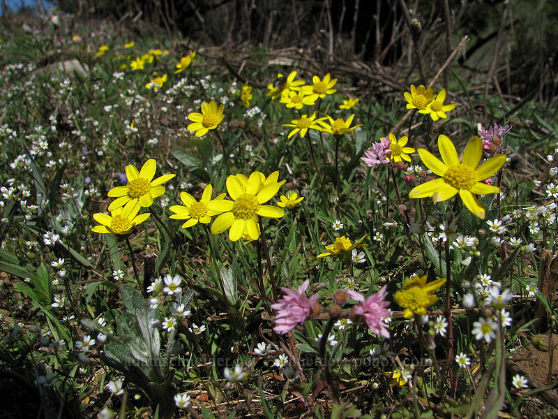 gold stars, whitlow-grass, and prairie stars (Crocidium multicaule, Draba verna, Lithophragma glabrum) [Dog Mountain Trail, Columbia River Gorge, Skamania County, Washington]