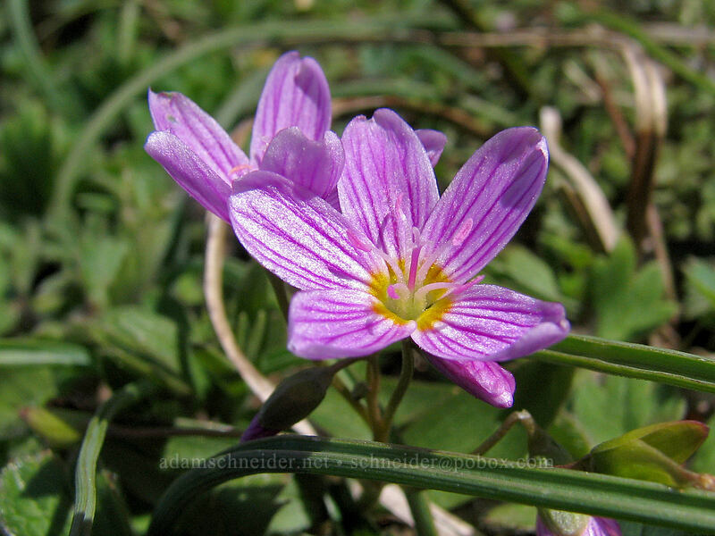 lance-leaf spring beauty (Claytonia lanceolata) [Summit of Dog Mountain, Columbia River Gorge, Skamania County, Washington]