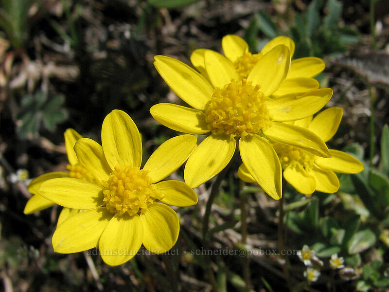 gold stars (Crocidium multicaule) [Summit of Dog Mountain, Columbia River Gorge, Skamania County, Washington]