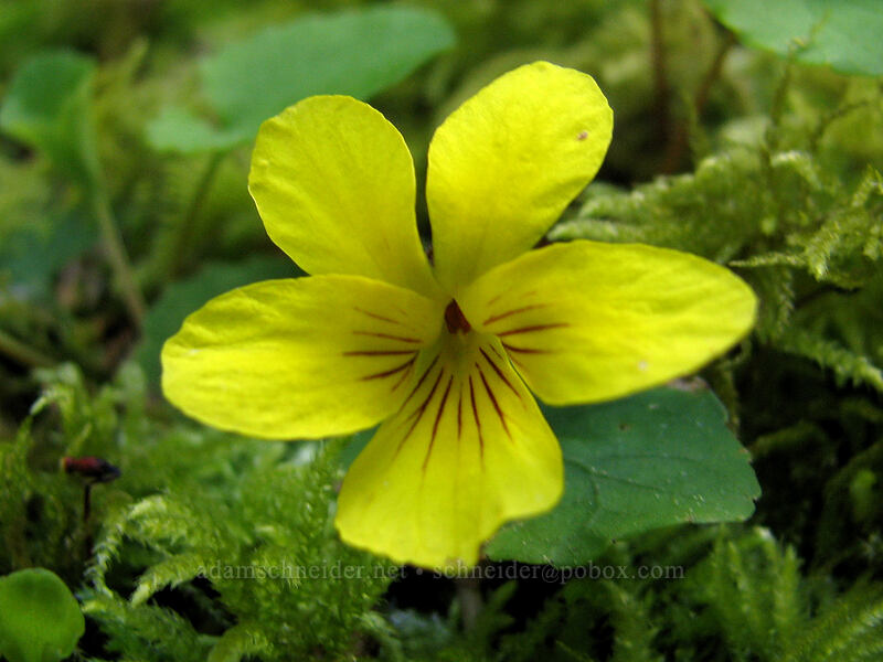round-leaf or evergreen violet, & moss (Viola sp.) [Augspurger Trail, Columbia River Gorge, Skamania County, Washington]