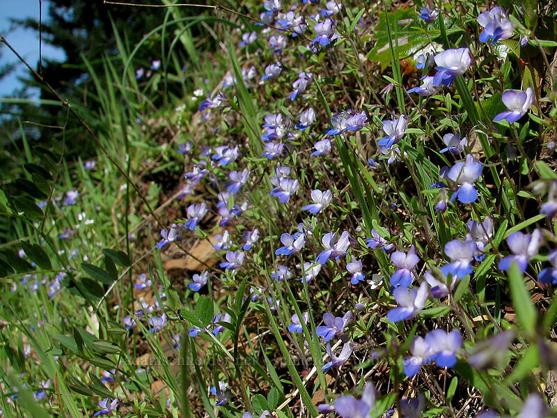 small-flowered blue-eyed Mary (Collinsia parviflora) [Augspurger Trail, Columbia River Gorge, Skamania County, Washington]