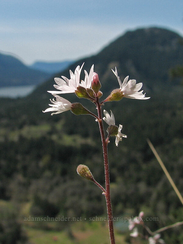 prairie stars & Wind Mountain (Lithophragma parviflorum) [Augspurger Trail, Columbia River Gorge, Skamania County, Washington]