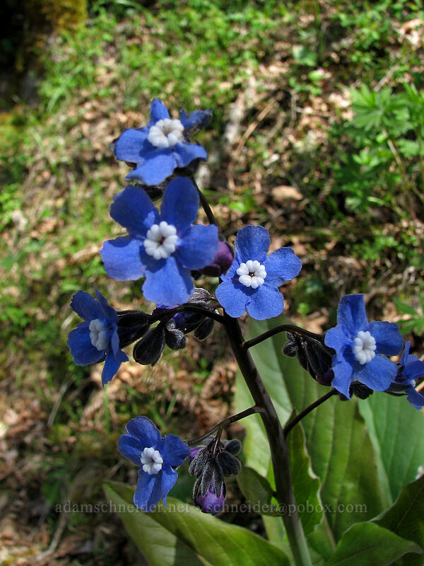 great hound's tongue (Adelinia grandis (Cynoglossum grande)) [Augspurger Trail, Columbia River Gorge, Skamania County, Washington]