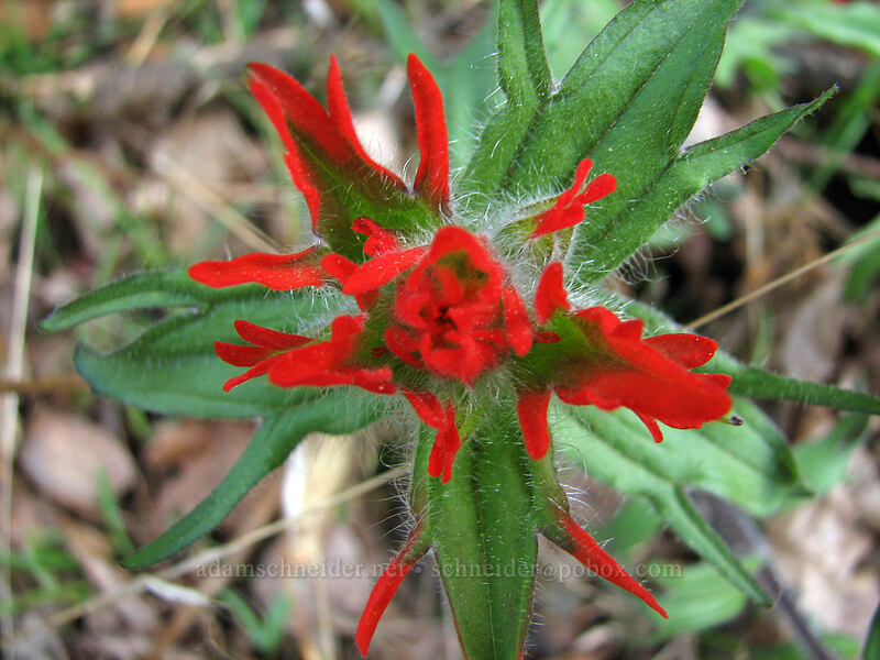 harsh paintbrush (Castilleja hispida) [Augspurger Trail, Columbia River Gorge, Skamania County, Washington]