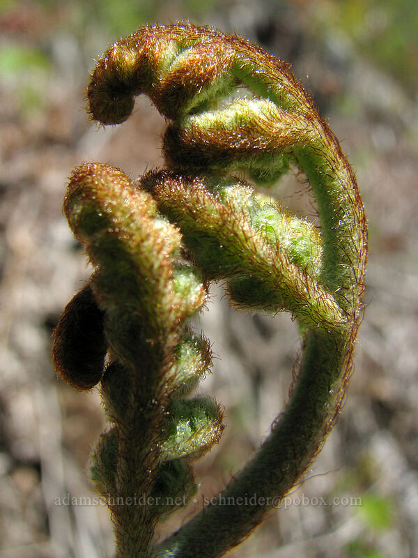 fern unfurling [Augspurger Trail, Columbia River Gorge, Skamania County, Washington]