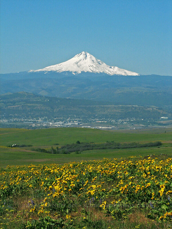 Mount Hood & balsamroot (Balsamorhiza sp.) [Dalles Mountain Ranch, Columbia Hills State Park, Klickitat County, Washington]