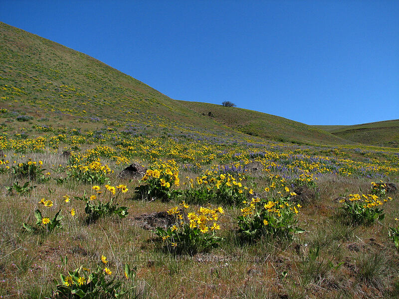balsamroot & lupine (Balsamorhiza sp., Lupinus sp.) [Columbia Hills Natural Area Preserve, Klickitat County, Washington]