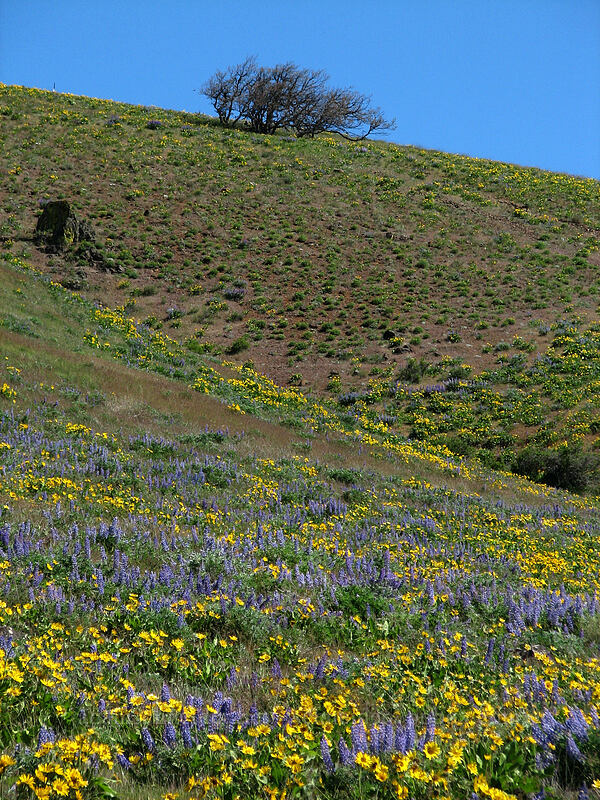 balsamroot & lupine (Balsamorhiza sp., Lupinus sp.) [Columbia Hills Natural Area Preserve, Klickitat County, Washington]