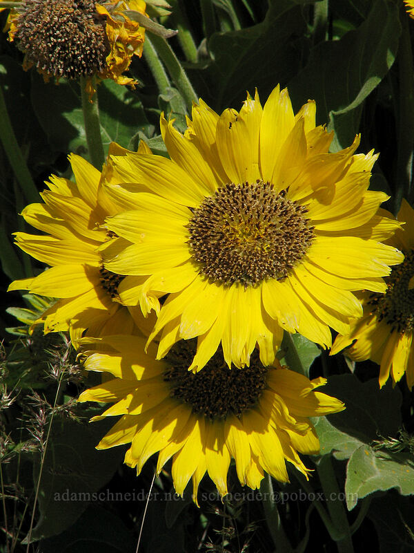 balsamroot (Balsamorhiza sp.) [Columbia Hills Natural Area Preserve, Klickitat County, Washington]