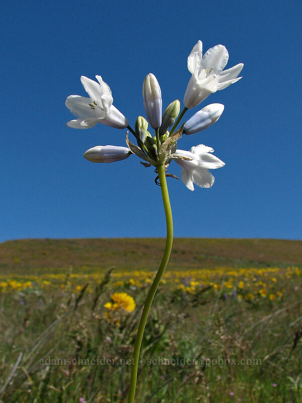 bi-colored cluster lily (Triteleia grandiflora var. howellii (Brodiaea bicolor)) [Columbia Hills Natural Area Preserve, Klickitat County, Washington]