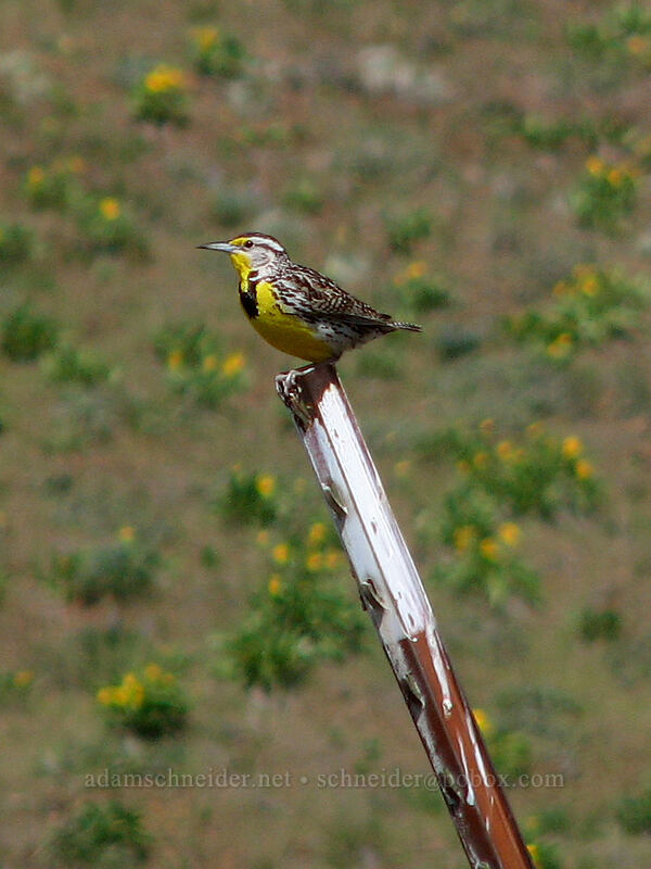 Western meadowlark (Sturnella neglecta) [Columbia Hills Natural Area Preserve, Klickitat County, Washington]