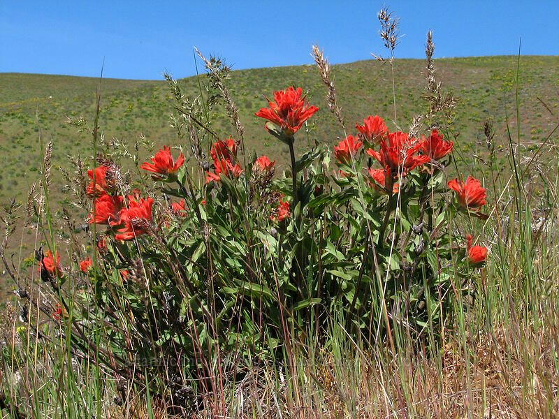 harsh paintbrush (Castilleja hispida) [Columbia Hills Natural Area Preserve, Klickitat County, Washington]