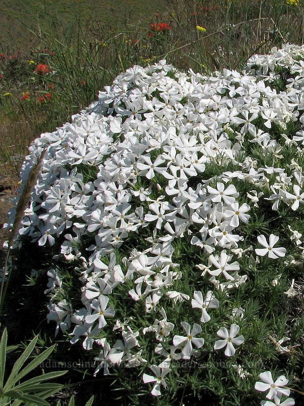 Hood's phlox (Phlox hoodii) [Columbia Hills Natural Area Preserve, Klickitat County, Washington]