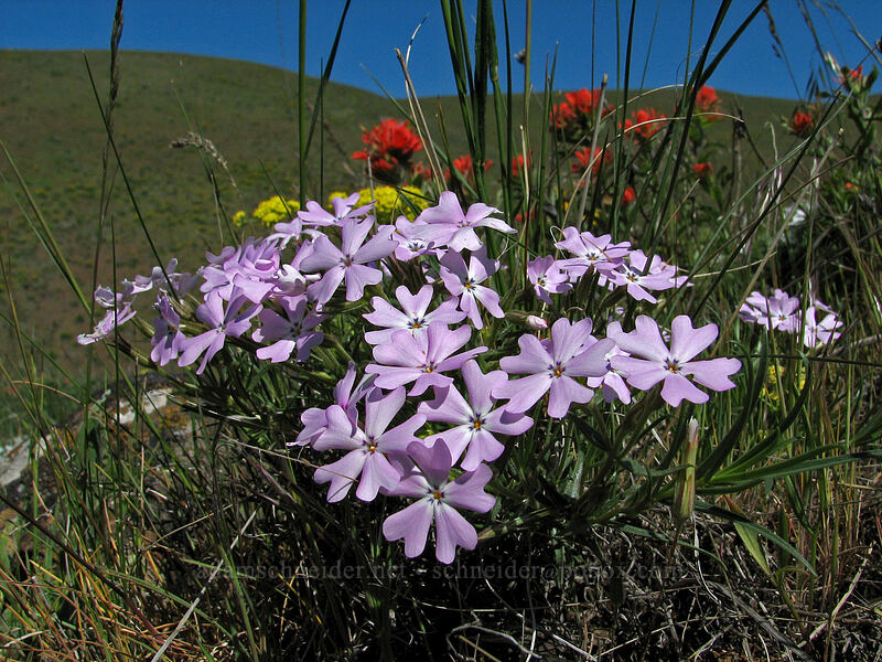 showy phlox (Phlox speciosa) [Columbia Hills Natural Area Preserve, Klickitat County, Washington]