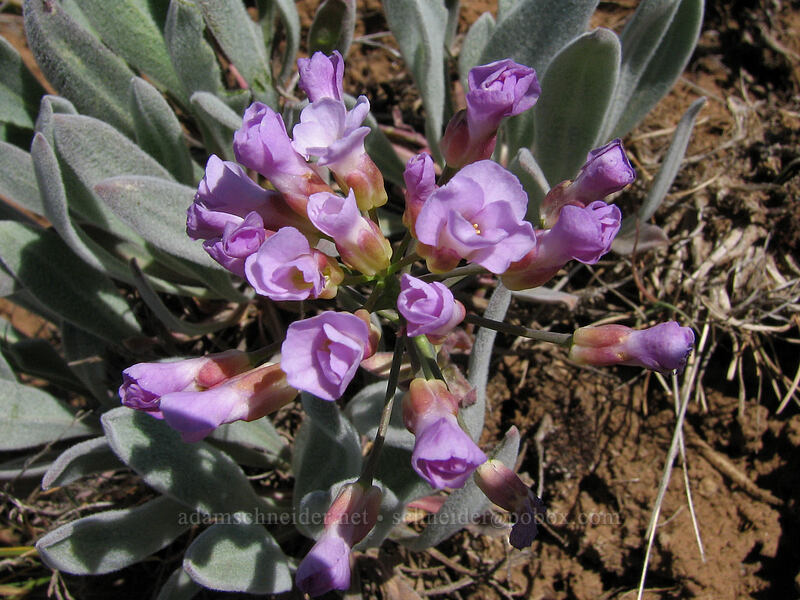 dagger-pod (Phoenicaulis cheiranthoides) [Columbia Hills Natural Area Preserve, Klickitat County, Washington]