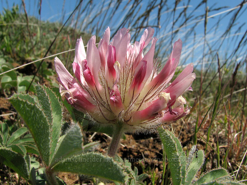 big-head clover (Trifolium macrocephalum) [Columbia Hills Natural Area Preserve, Klickitat County, Washington]