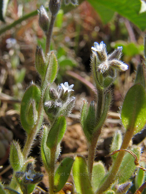 corn gromwell (Lithospermum arvense) [Columbia Hills Natural Area Preserve, Klickitat County, Washington]