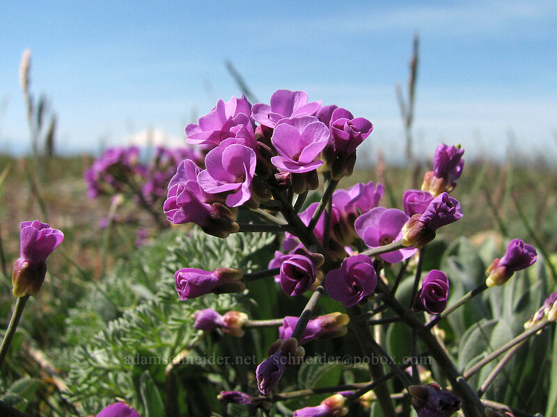 dagger-pod (Phoenicaulis cheiranthoides) [Stacker Butte, Klickitat County, Washington]