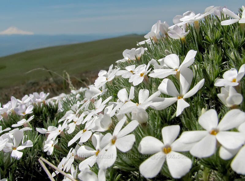 Hood's phlox (Phlox hoodii) [Stacker Butte, Klickitat County, Washington]