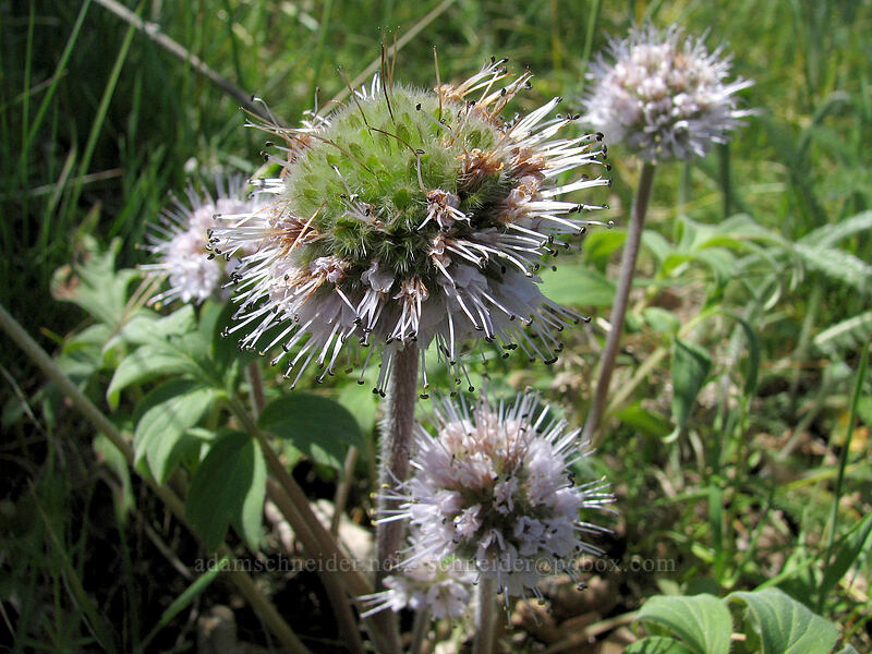 Ball-head waterleaf (Hydrophyllum capitatum var. thompsonii) [Columbia Hills Natural Area Preserve, Klickitat County, Washington]