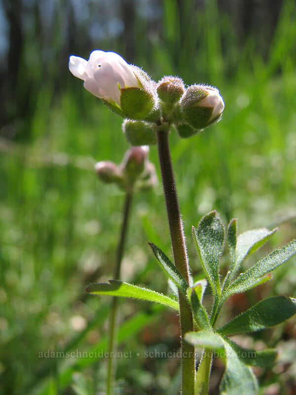 budding prairie star (Lithophragma parviflorum) [Columbia Hills Natural Area Preserve, Klickitat County, Washington]