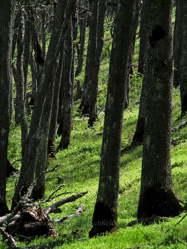 oak trees [Columbia Hills Natural Area Preserve, Klickitat County, Washington]