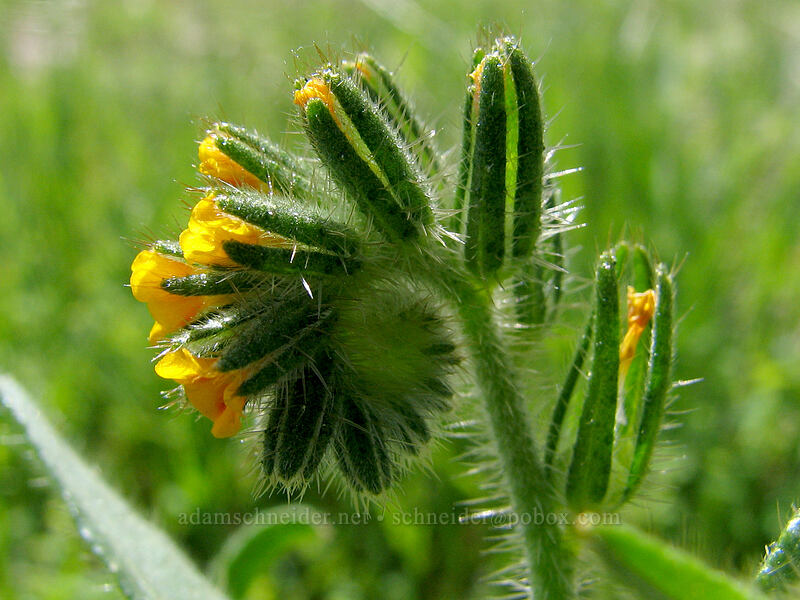 fiddleneck (Amsinckia sp.) [Columbia Hills Natural Area Preserve, Klickitat County, Washington]
