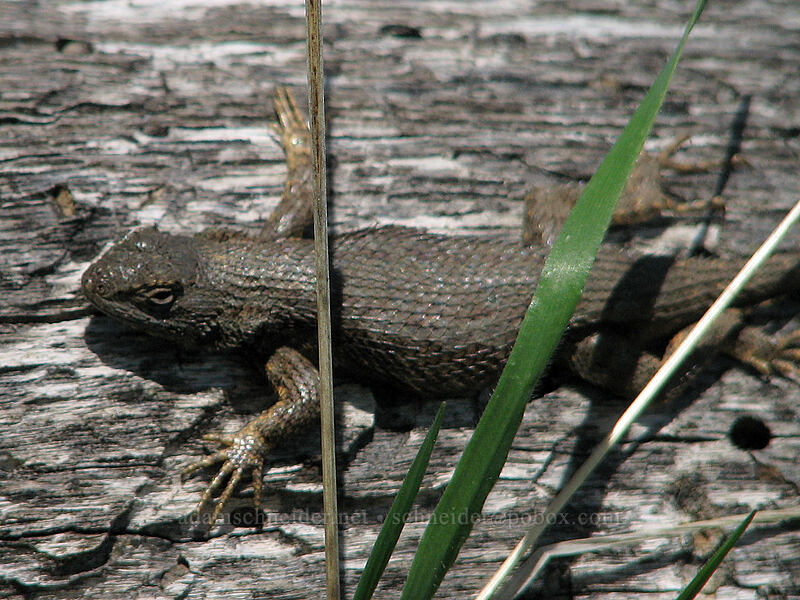western fence lizard (Sceloporus occidentalis occidentalis) [Columbia Hills Natural Area Preserve, Klickitat County, Washington]