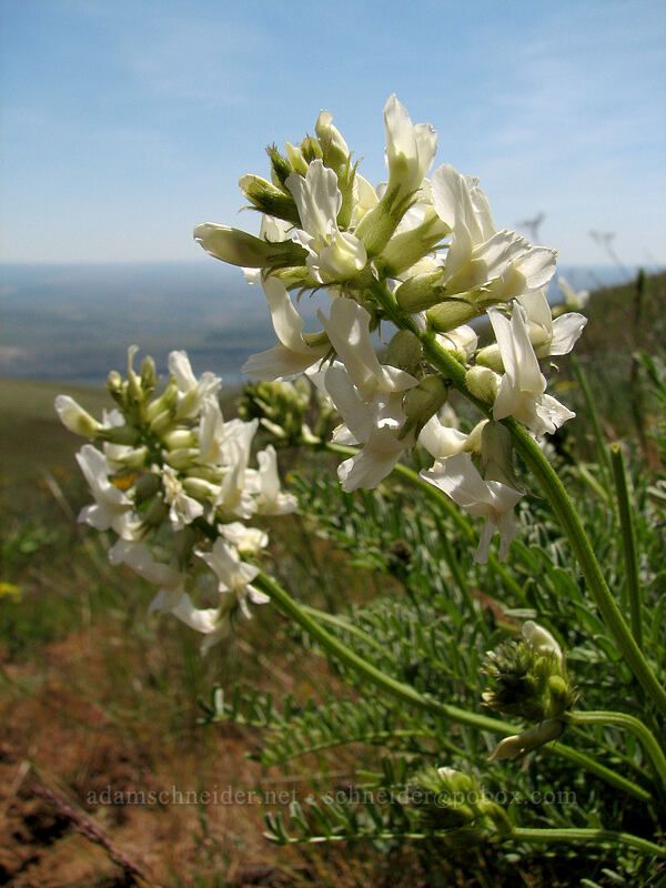 Yakima milk-vetch (Astragalus reventiformis) [Columbia Hills Natural Area Preserve, Klickitat County, Washington]