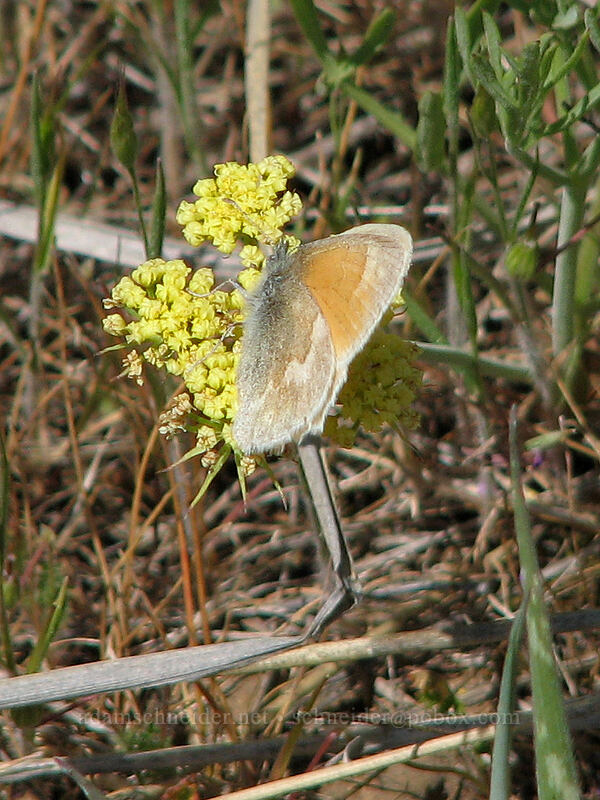 common ringlet butterfly on bare-stem desert parsley (Coenonympha california (Coenonympha tullia california), Lomatium nudicaule) [Columbia Hills Natural Area Preserve, Klickitat County, Washington]