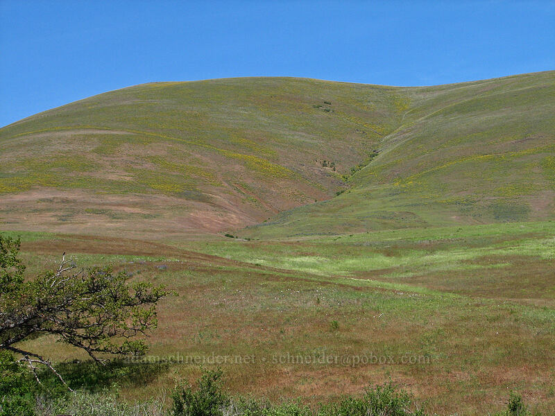 Columbia Hills [Dalles Mountain Road, Klickitat County, Washington]