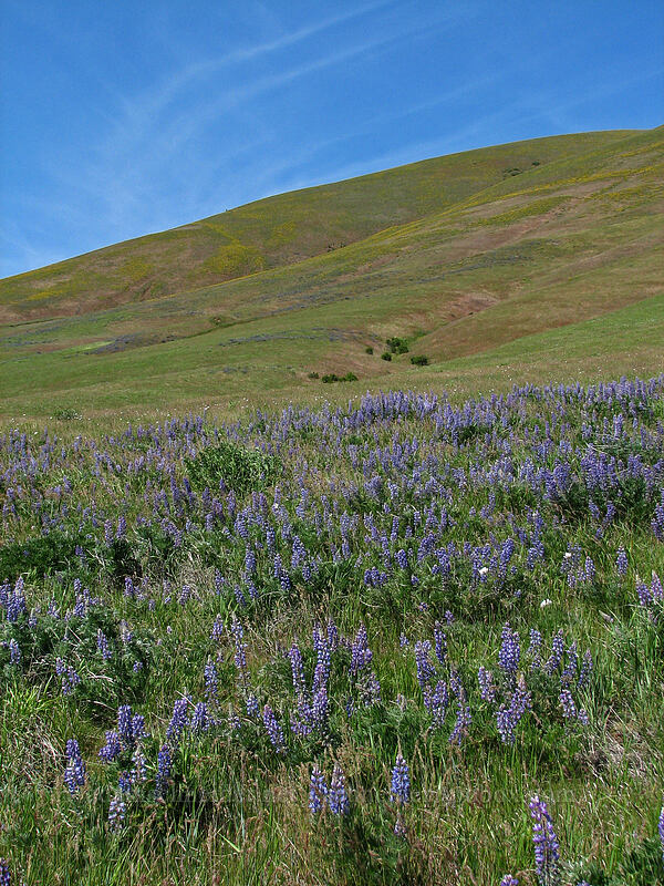 lupines (Lupinus sp.) [Dalles Mountain Road, Klickitat County, Washington]