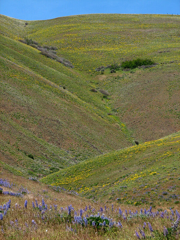 Columbia Hills [Dalles Mountain Road, Klickitat County, Washington]