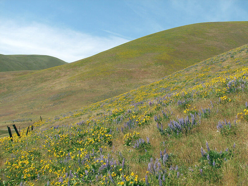 Columbia Hills [Dalles Mountain Road, Klickitat County, Washington]