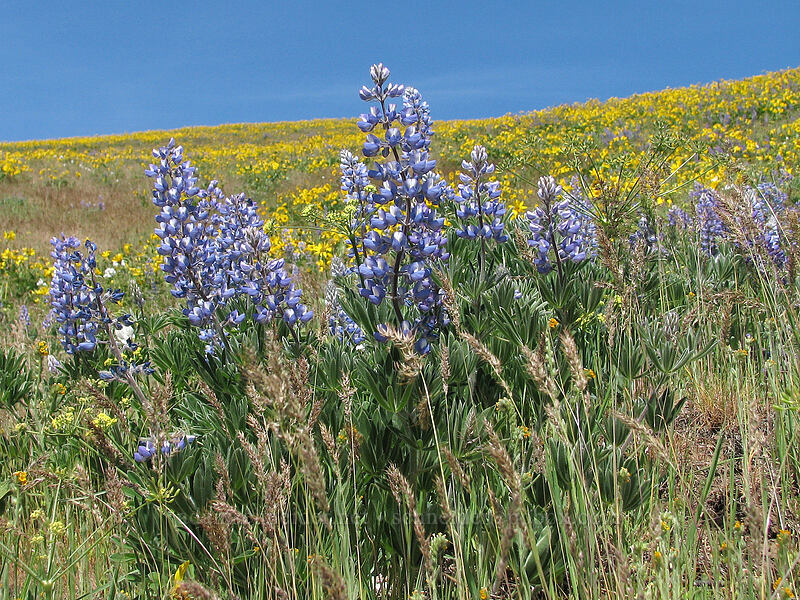 lupine & balsamroot (Lupinus sp., Balsamorhiza sp.) [Dalles Mountain Road, Klickitat County, Washington]