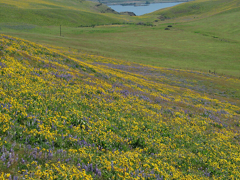 lupine & balsamroot (Lupinus sp., Balsamorhiza sp.) [Dalles Mountain Road, Klickitat County, Washington]