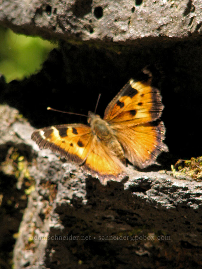 California tortoiseshell butterfly (Nymphalis californica) [Sahalie Falls Viewpoint, Willamette National Forest, Linn County, Oregon]