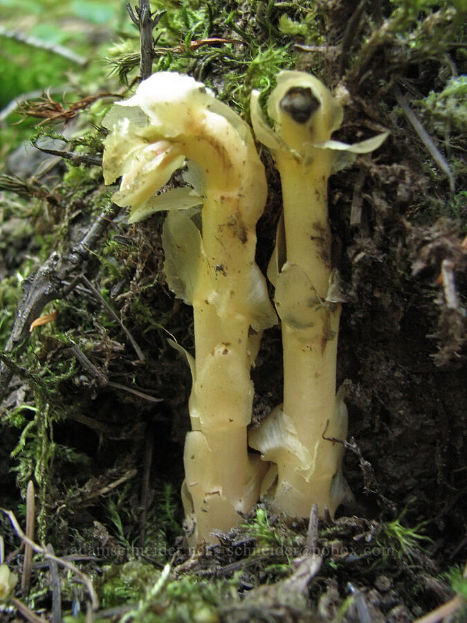 Indian pipe (Monotropa uniflora) [Sahalie-Koosah Waterfall Trail, Willamette National Forest, Linn County, Oregon]