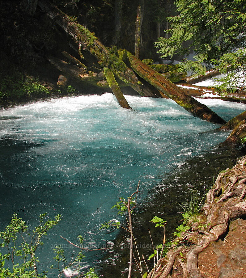 fallen trees in the McKenzie River [Sahalie-Koosah Waterfall Trail, Willamette National Forest, Linn County, Oregon]