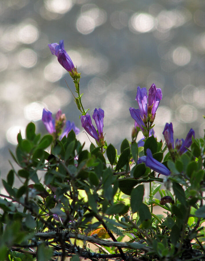 penstemon above the McKenzie River (Penstemon sp.) [Koosah Falls Viewpoint, Willamette National Forest, Linn County, Oregon]
