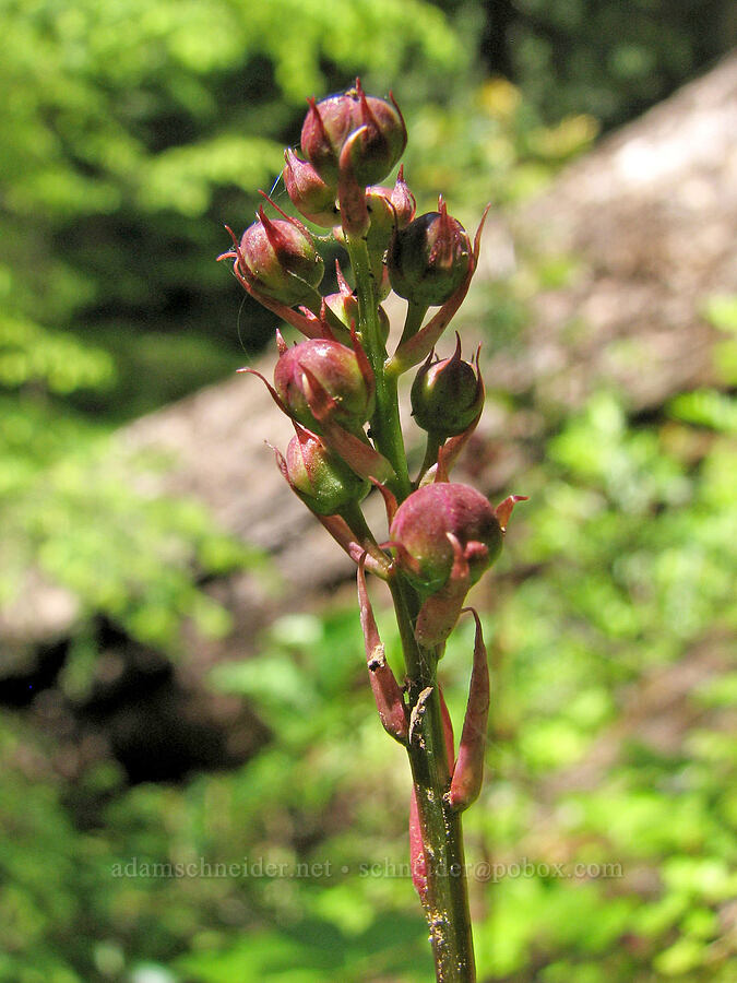 long-bracted pink pyrola, budding (Pyrola asarifolia ssp. bracteata) [Sahalie-Koosah Waterfall Trail, Willamette National Forest, Linn County, Oregon]