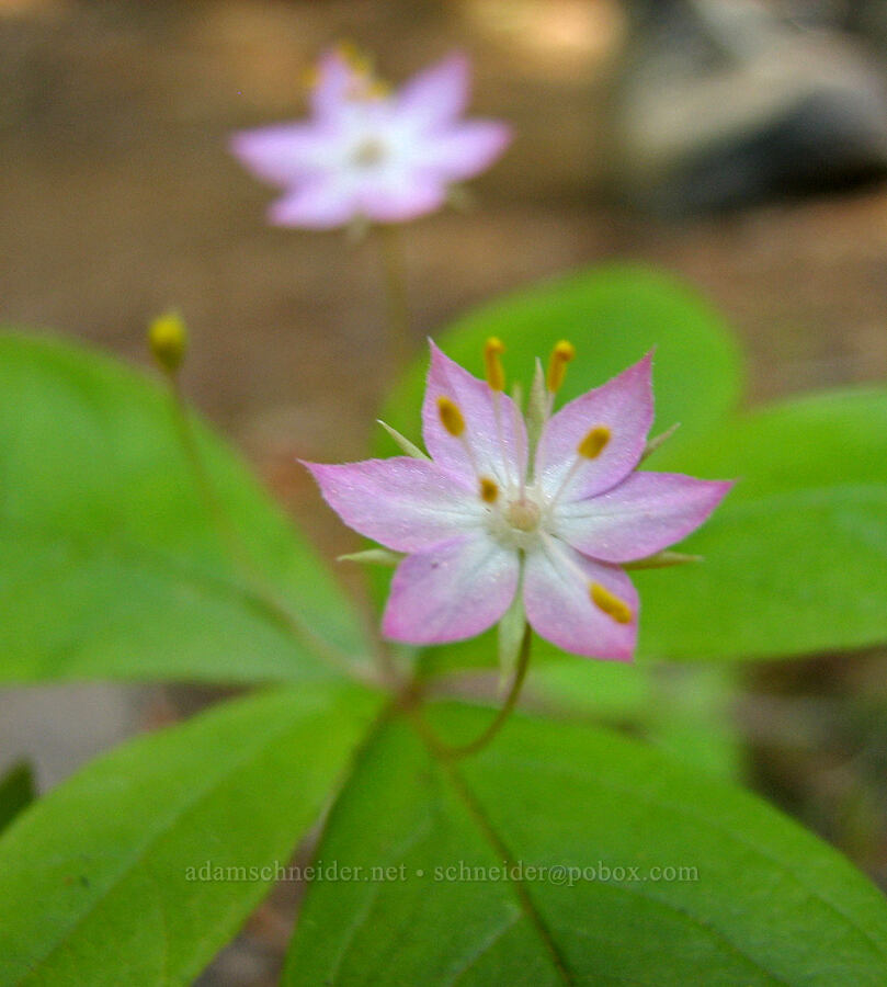Pacific starflower (Lysimachia latifolia (Trientalis borealis ssp. latifolia)) [Sahalie-Koosah Waterfall Trail, Willamette National Forest, Linn County, Oregon]