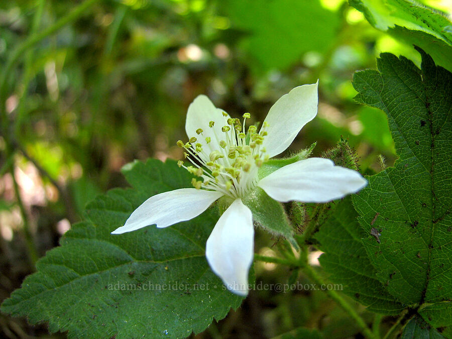 trailing blackberry (Rubus ursinus) [Sahalie-Koosah Waterfall Trail, Willamette National Forest, Linn County, Oregon]