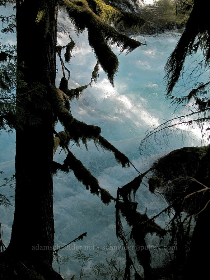 whitewater and mossy trees [McKenzie River Trail, Willamette National Forest, Linn County, Oregon]